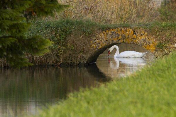 Eine überwachsene Brücke über den Fluss, ein Schwan