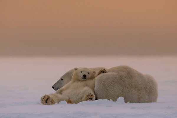 A polar bear cub and his mother on a snowy plain