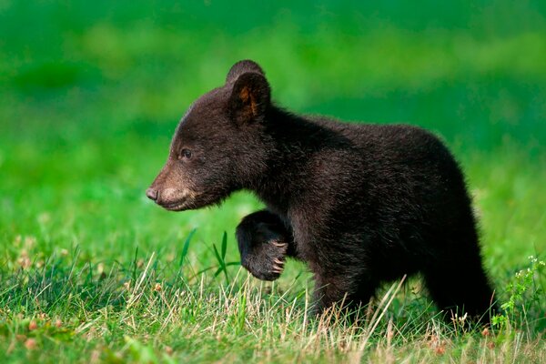 Petit ourson marchant sur l herbe à la recherche de maman