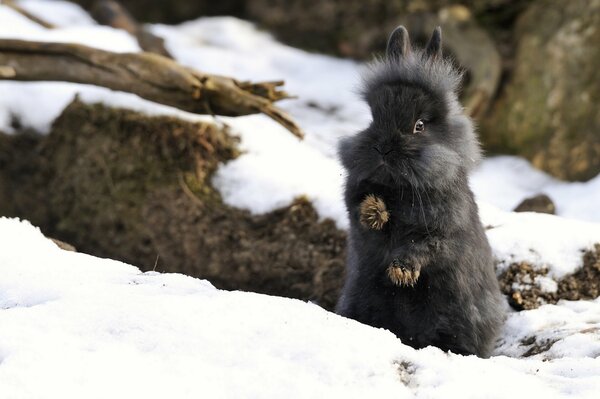 Flauschiges Kaninchen im Schnee