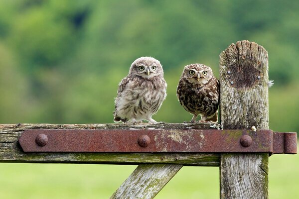 Little owls are sitting on the fence