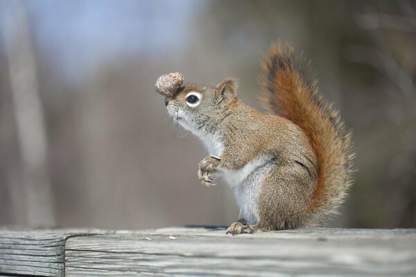 A talented squirrel with a bump on her head