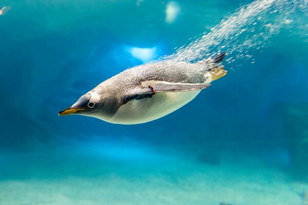 Diving penguin with water bubbles