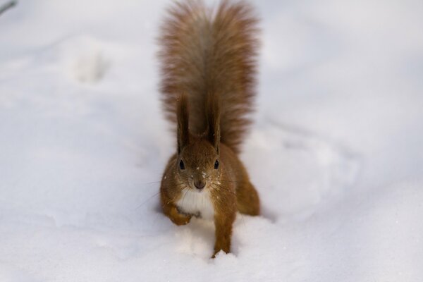 Image of a squirrel in the snow in winter