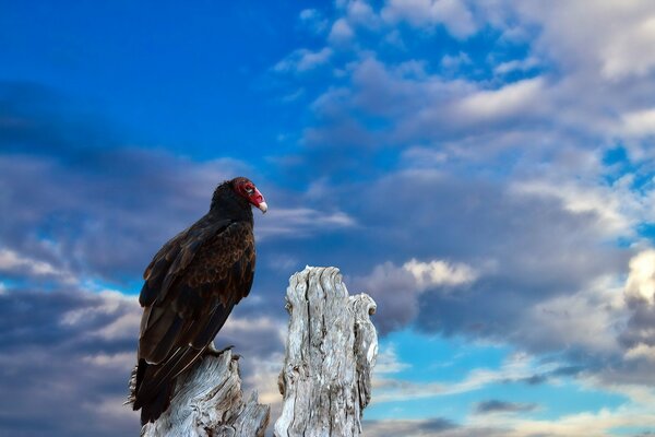 Gryphon bird to nature in the sky