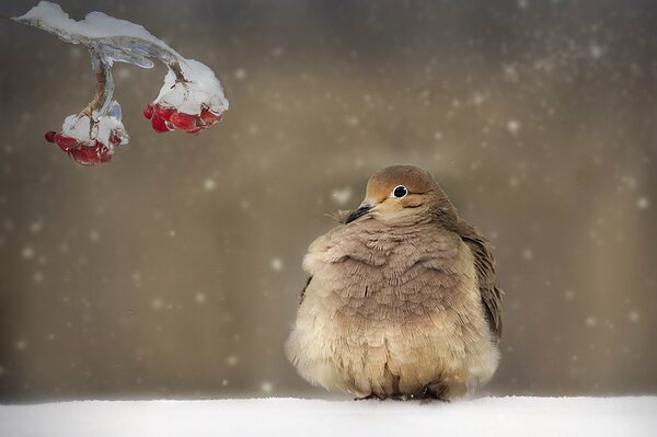 A bird is sitting in the snow near a branch with berries