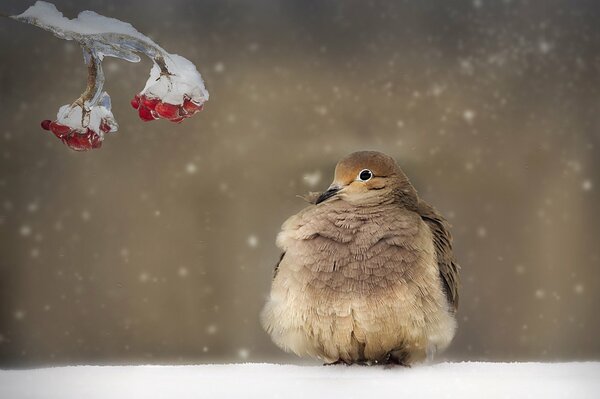 Птица сидит в снегу около ветки с ягодами