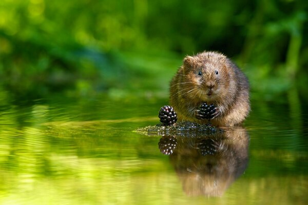 Ratto d acqua con yazhevika