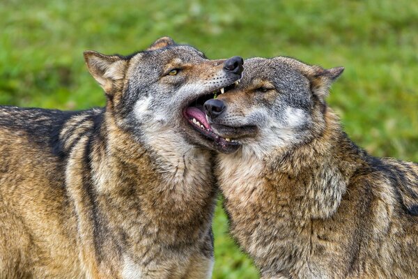 A couple of wolves are playing together