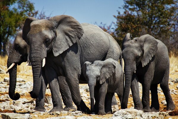 African elephant family in the wild