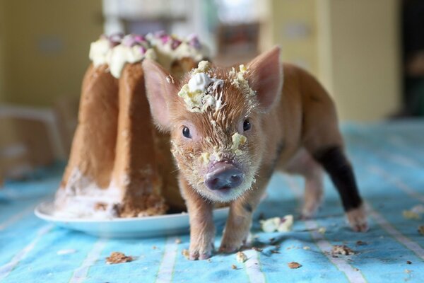 Ein kleines Schwein probiert einen Kuchen