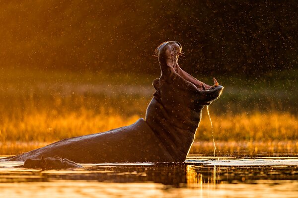 Ippopotamo nel fiume con la bocca aperta