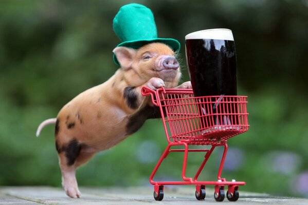 Un cochon tacheté dans un chapeau vert roule un chariot rouge avec de la bière brune