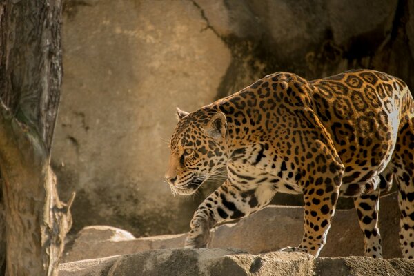 A predatory jaguar went hunting