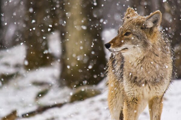 Meadow wolf in the snow