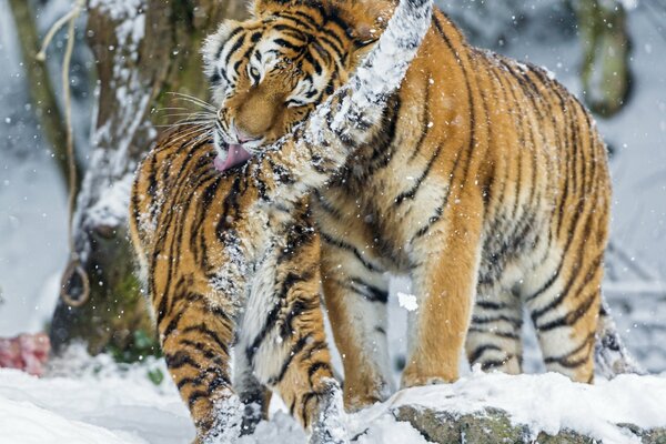 Tigre dell Amur in inverno innevato