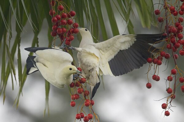 Birds peck red berries