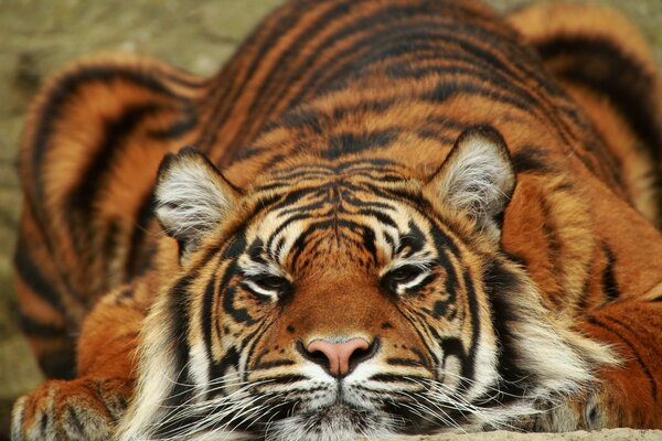 The tiger sleeps peacefully in the sunlight