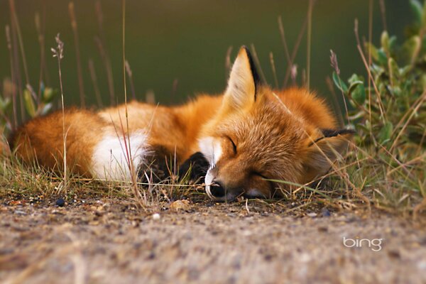 Foto ein Fuchs schläft im Wald