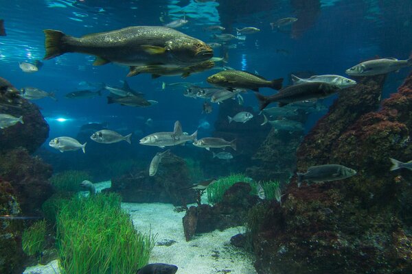 Les habitants sous-marins vivent-ils bien dans l aquarium?