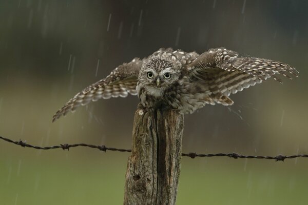 Забор птица сова дождь капли