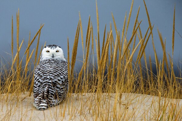 Grass sand owl spikelets