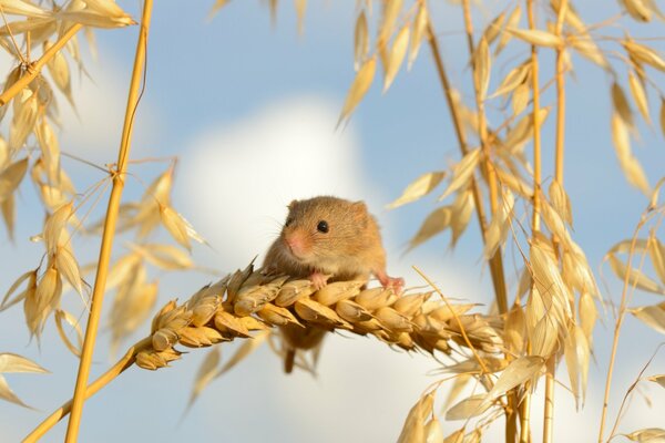 La souris stocke le grain pour l hiver