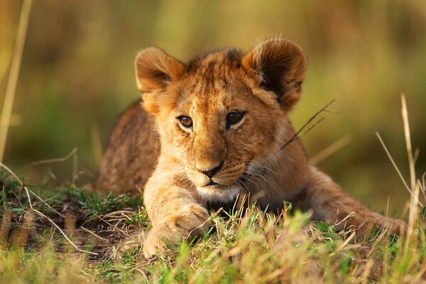 Photo d un lionceau animal sauvage