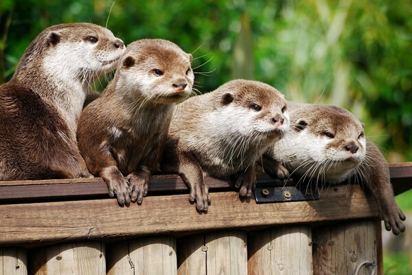 Asiatische alkoholfreie Otter in der Datscha