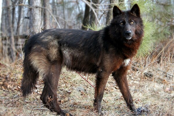 Der Blick eines Wolfes mit schönen leuchtend orangefarbenen Augen