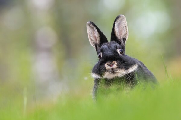 A hare is ears muzzle and tail