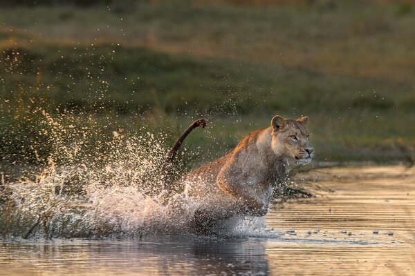 The lioness rushes across the river to the prey