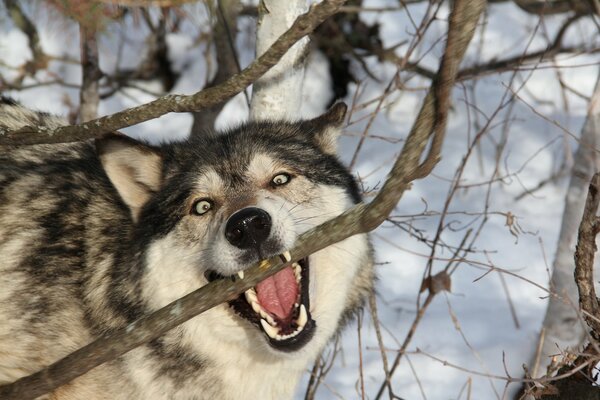 The owner of the forest with a magnificent smile