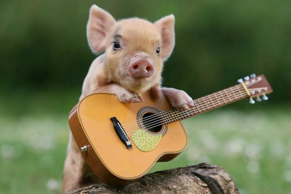 Cochon tenant une guitare sur une clairière verte