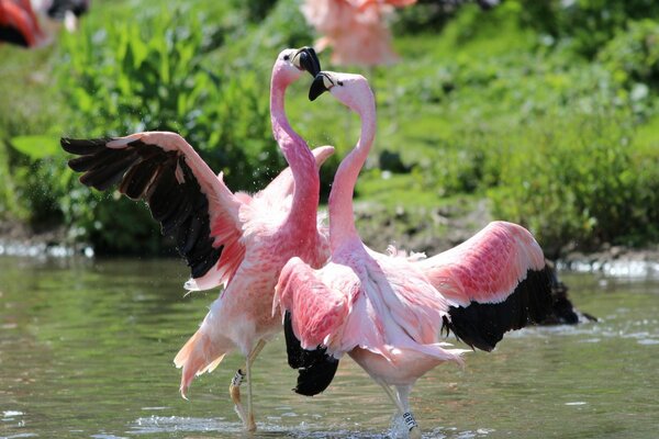 Rosa Flamingos tanzen den Tanz der Liebe auf dem Wasser