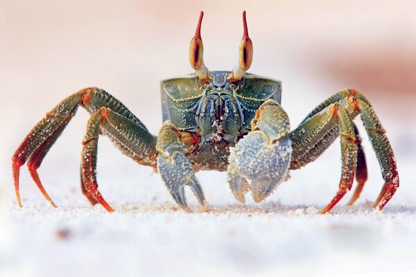 The crab has eight legs, two claws and eyes on sticks