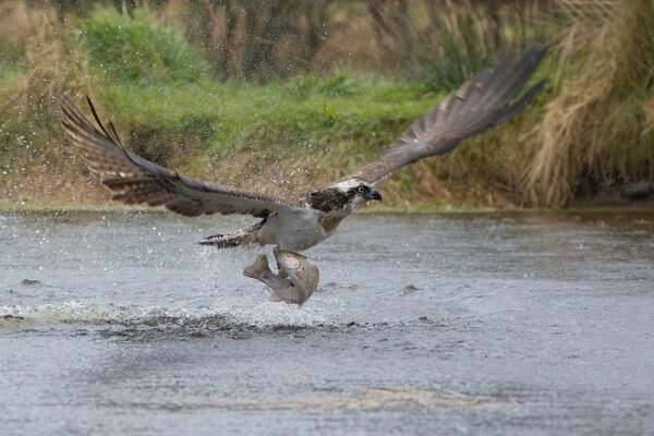 Un énorme oiseau a attrapé un poisson et s envole au-dessus de la rivière