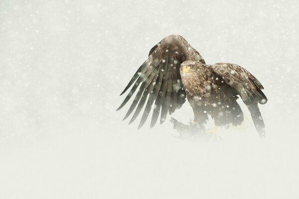 A predatory eagle in winter