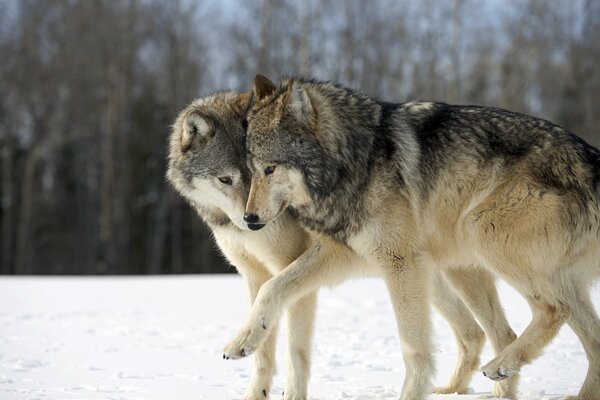 Zwei Wölfe vor dem Hintergrund der Winternatur