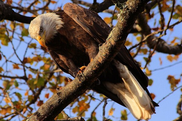 Águila calva sentada en una rama