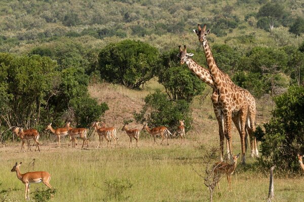 A flock of animals in nature