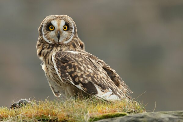 The owl bird is looking for prey in the grass