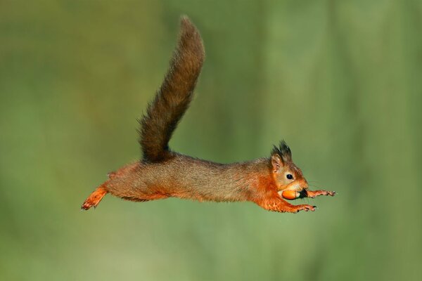 Sprung Eichhörnchen mit leckeren Nüssen