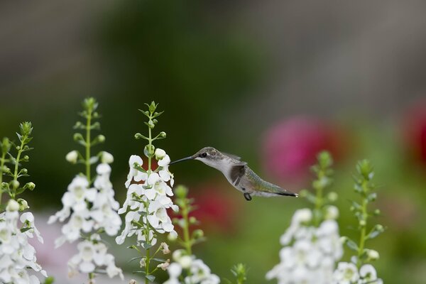 Uccello colibrì sopra un aiuola con fiori