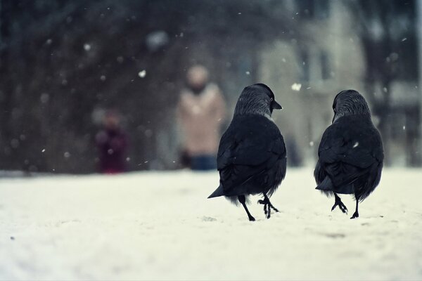 Two crows in the snow