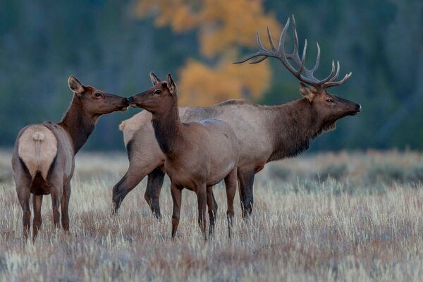 A family of deer in the wild