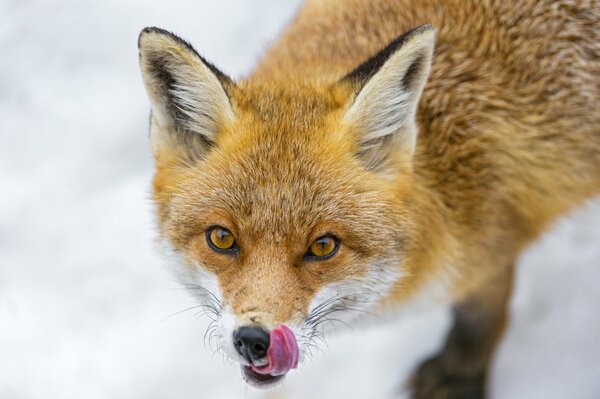 A fox with yellow eyes licks his lips in the snow