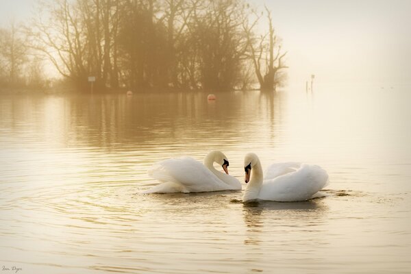 Paire de cygnes blancs par jour brumeux