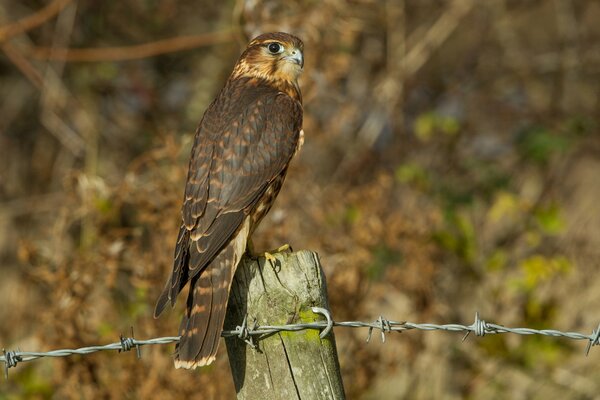 A bird of prey. the bird is sitting on a pole. predator and barbed wire