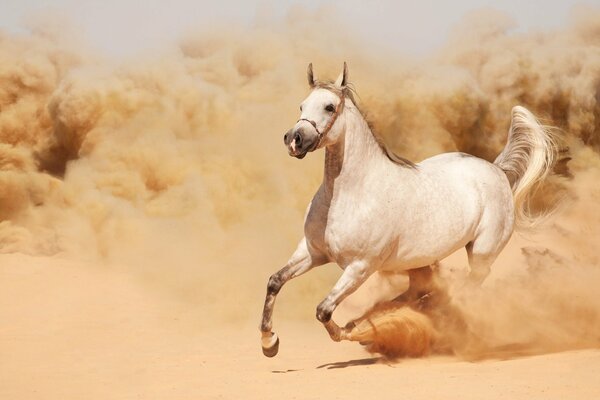 Cavallo bianco che corre nella sabbia